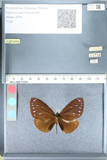 Media type: image;   Entomology 159069